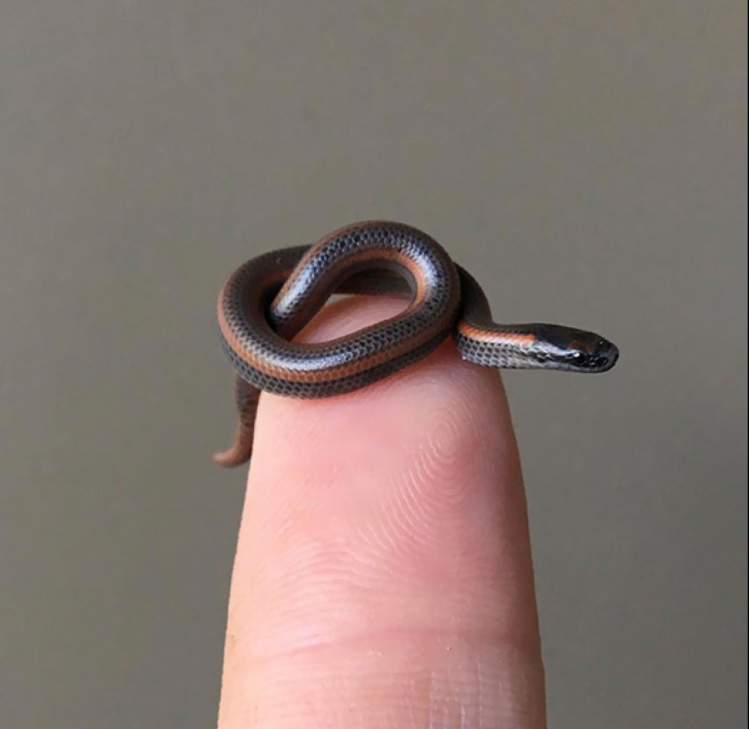 22 photos of small animals that bring great joy 22 photos of small animals that bring great joy