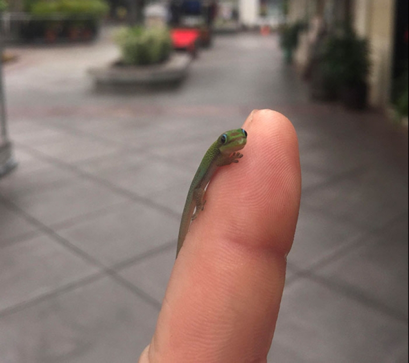 22 photos of small animals that bring great joy 22 photos of small animals that bring great joy