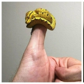 22 photos of tiny animals that can fit on one finger 22 photos of tiny animals that can fit on one finger