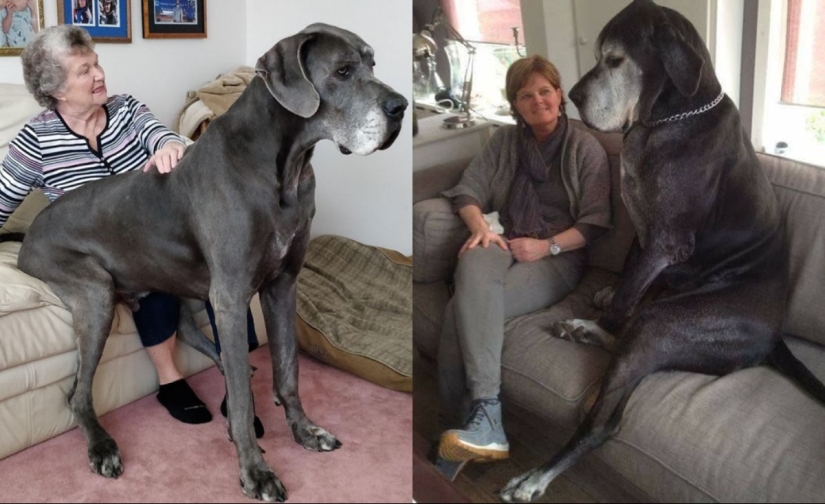 22 photos of very large animals that have forgotten that they are big