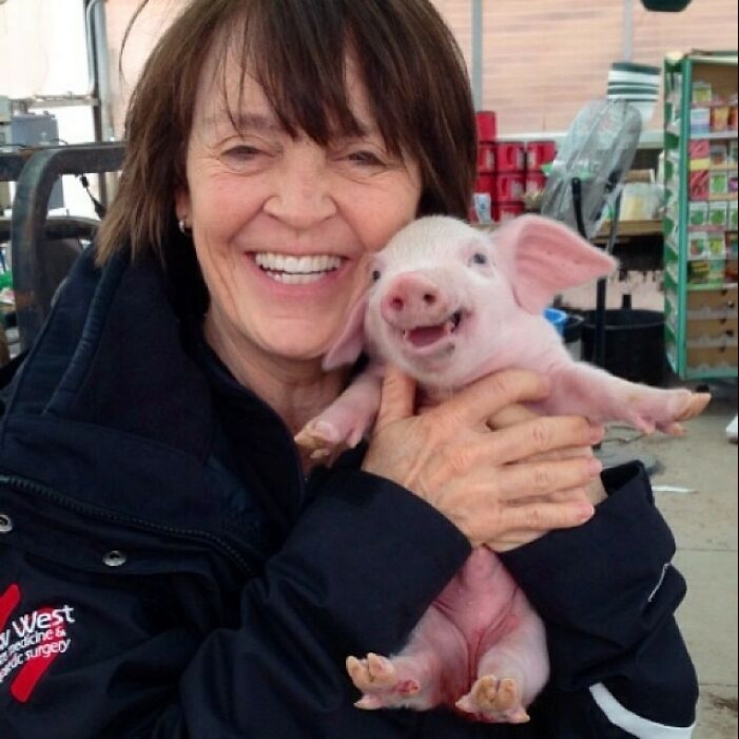 22 proofs that pigs can be incredibly cute too