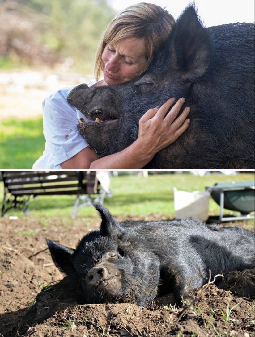 22 proofs that pigs can be incredibly cute too