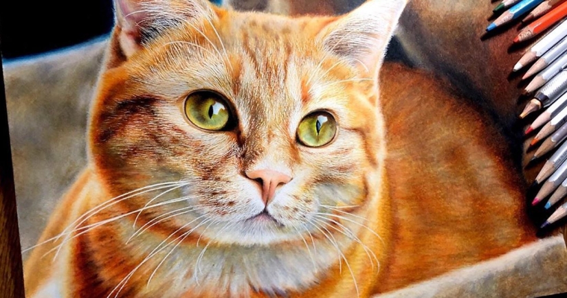 23 drawings of cats in the genre of hyperrealism