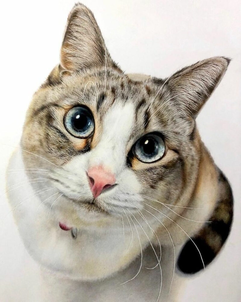 23 drawings of cats in the genre of hyperrealism