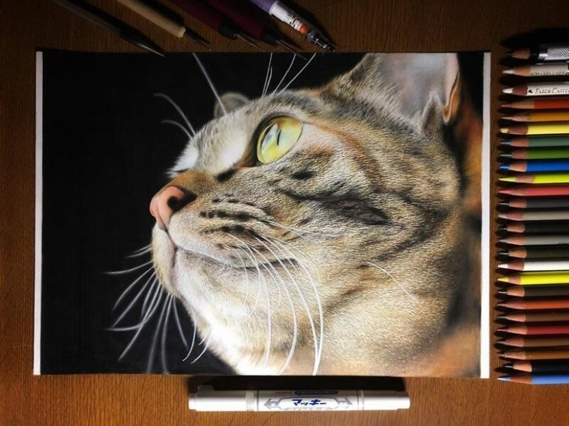 23 drawings of cats in the genre of hyperrealism