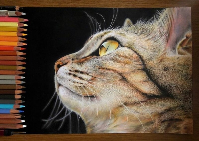 23 drawings of cats in the genre of hyperrealism
