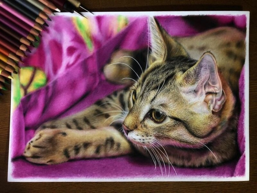 23 drawings of cats in the genre of hyperrealism
