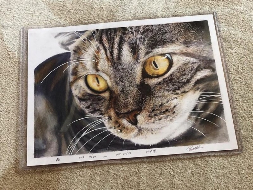23 drawings of cats in the genre of hyperrealism