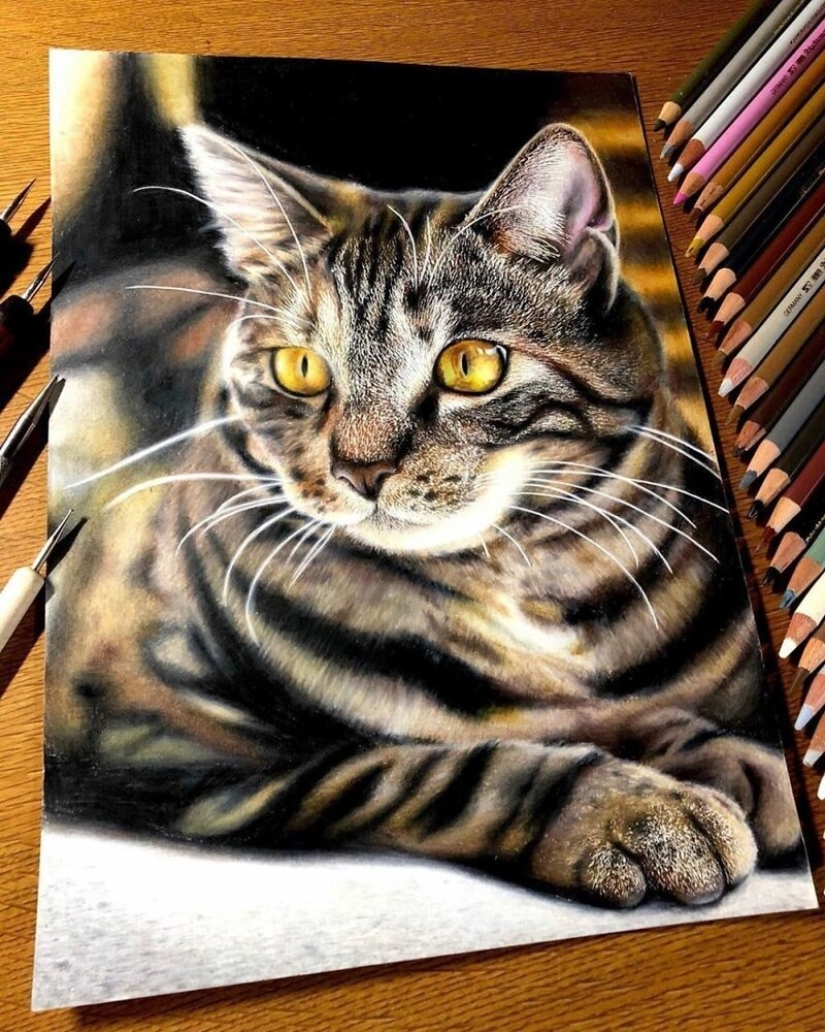 23 drawings of cats in the genre of hyperrealism