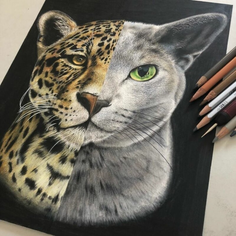 23 drawings of cats in the genre of hyperrealism
