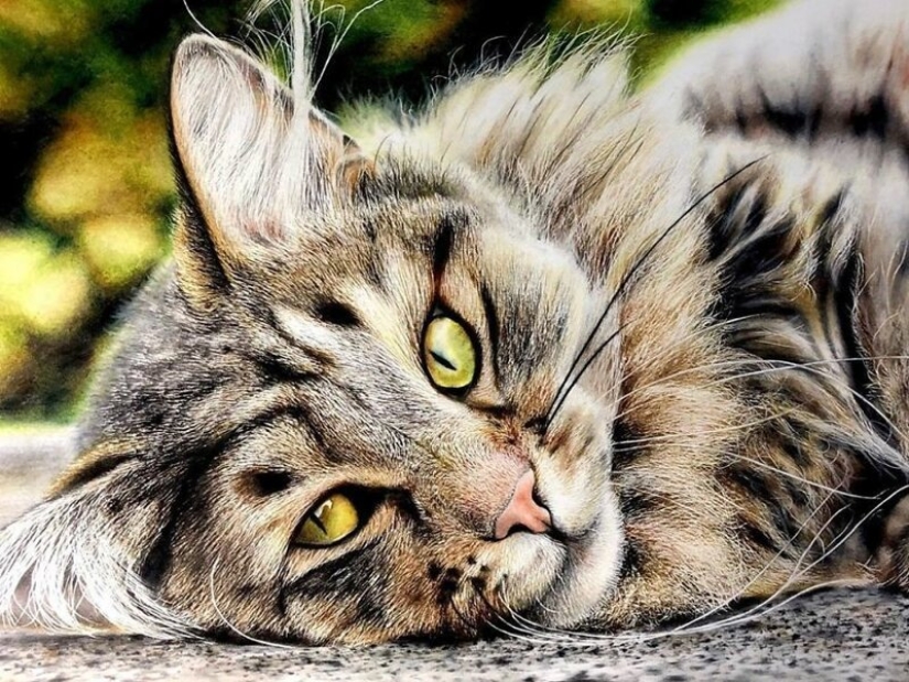 23 drawings of cats in the genre of hyperrealism