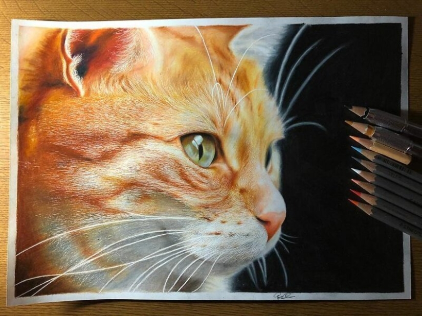23 drawings of cats in the genre of hyperrealism