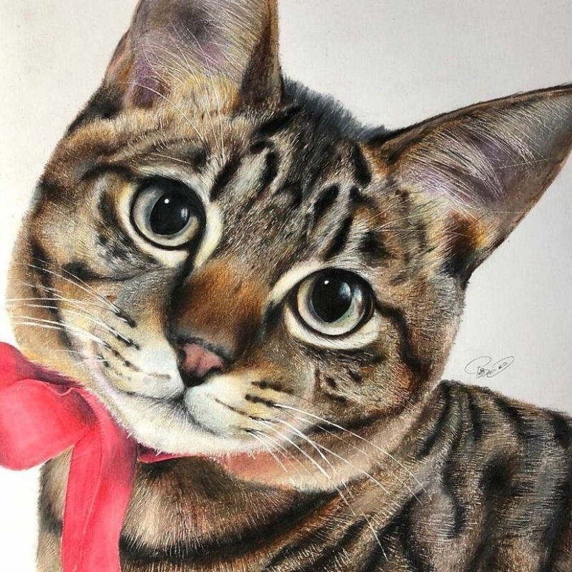 23 drawings of cats in the genre of hyperrealism