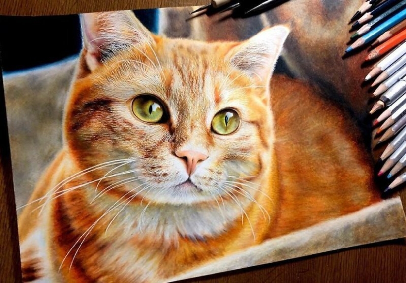 23 drawings of cats in the genre of hyperrealism