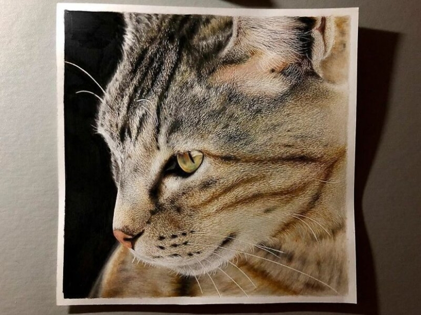 23 drawings of cats in the genre of hyperrealism