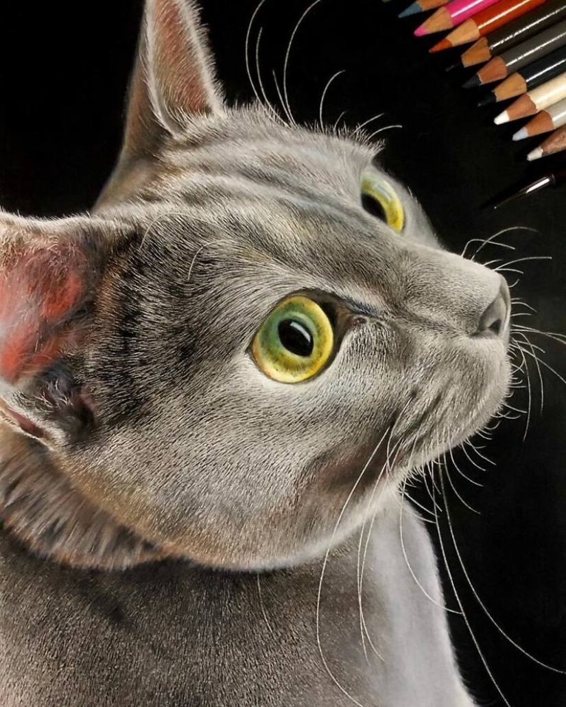 23 drawings of cats in the genre of hyperrealism