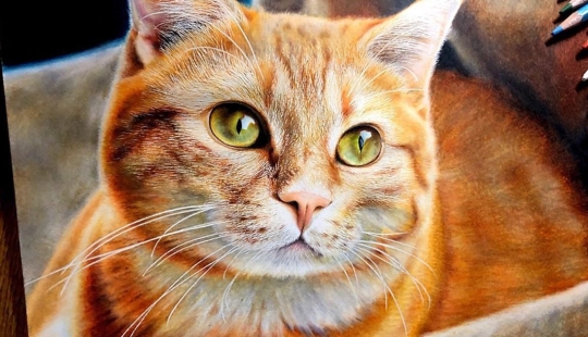 23 drawings of cats in the genre of hyperrealism 23 drawings of cats in the genre of hyperrealism
