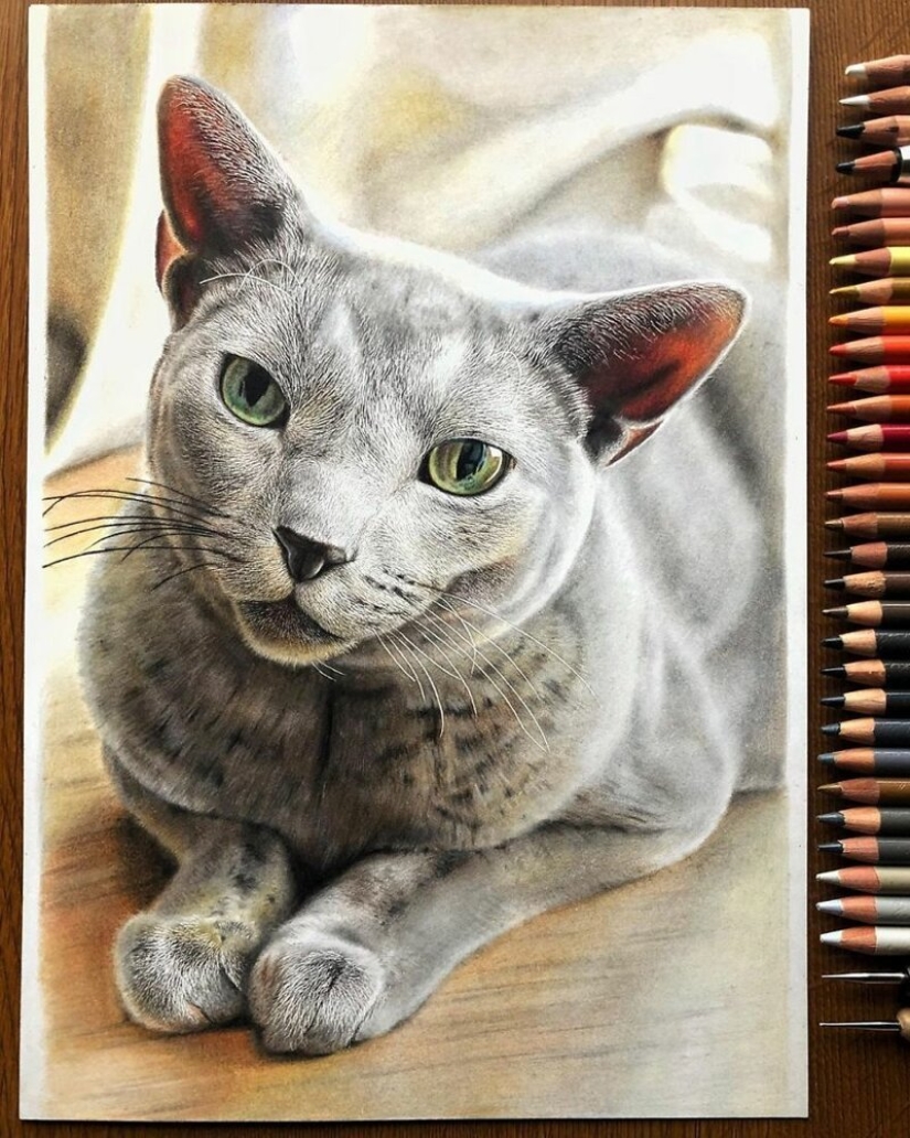 23 drawings of cats in the genre of hyperrealism