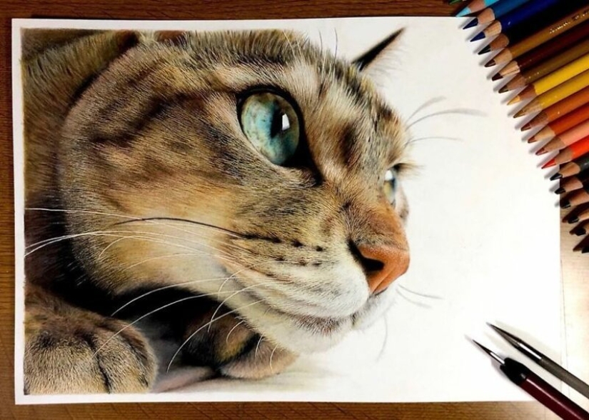 23 drawings of cats in the genre of hyperrealism