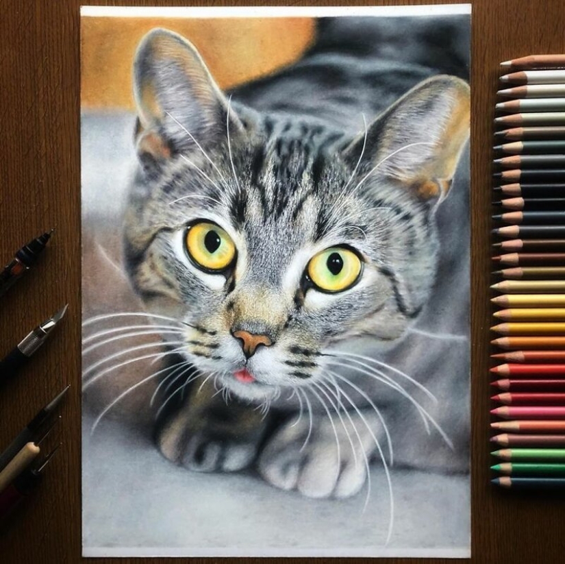 23 drawings of cats in the genre of hyperrealism