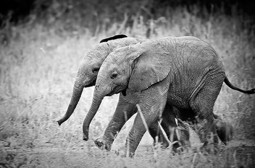 25 animal twins that will not leave you indifferent