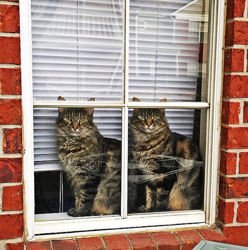 25 animal twins that will not leave you indifferent
