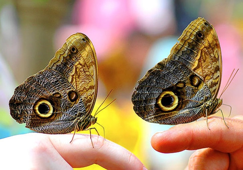 25 animal twins that will not leave you indifferent