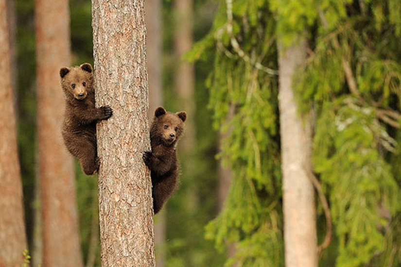 25 animal twins that will not leave you indifferent