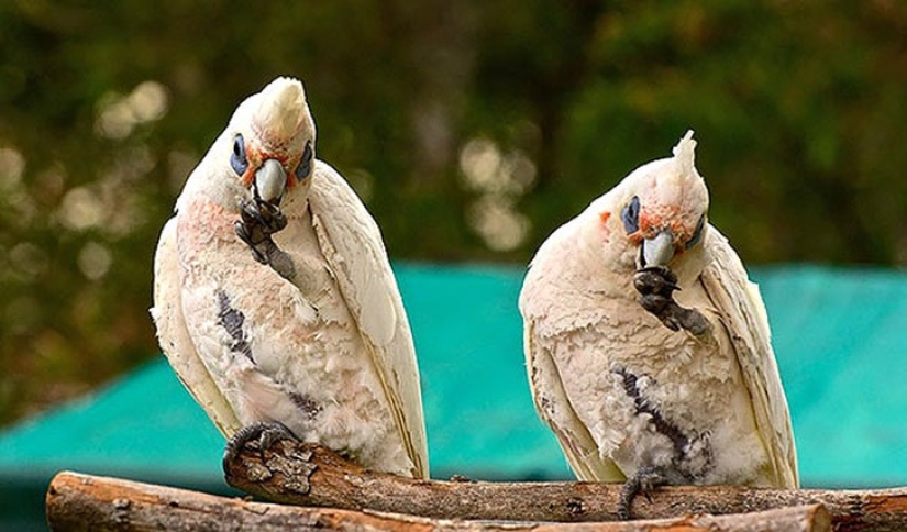25 animal twins that will not leave you indifferent