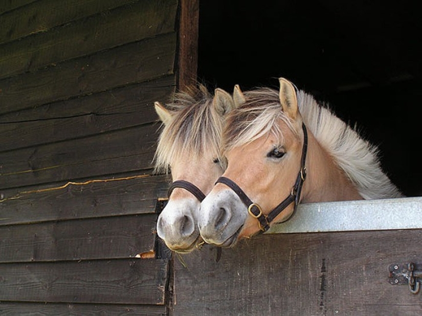 25 animal twins that will not leave you indifferent