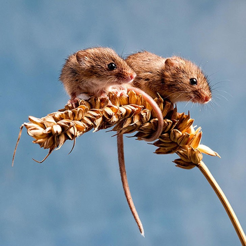 25 animal twins that will not leave you indifferent