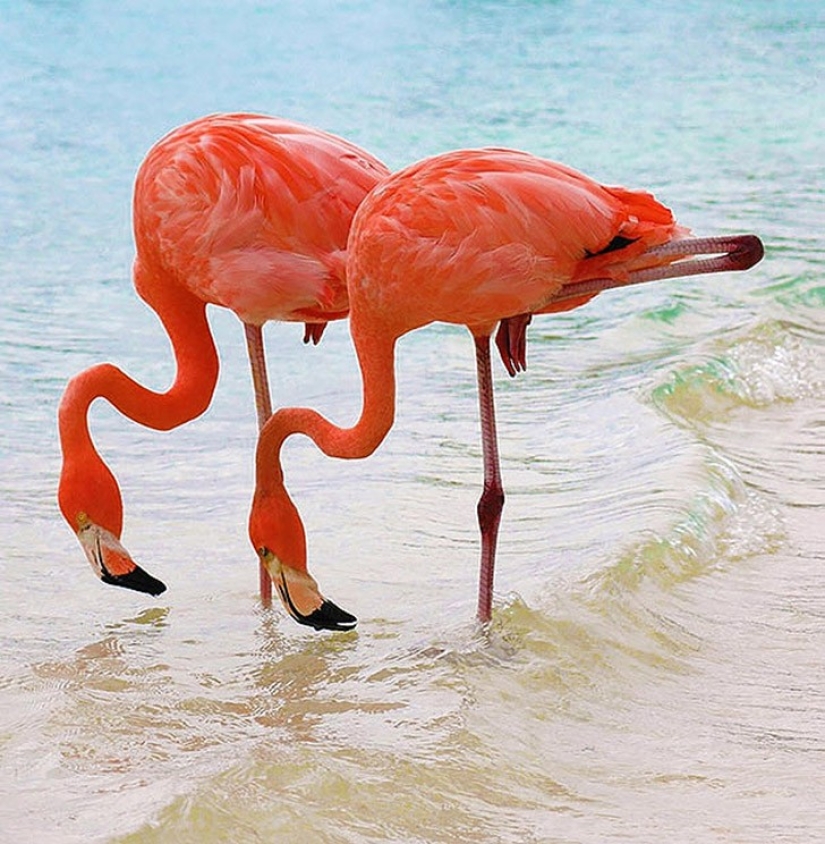 25 animal twins that will not leave you indifferent