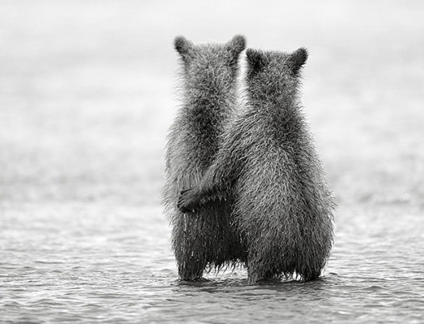 25 animal twins that will not leave you indifferent
