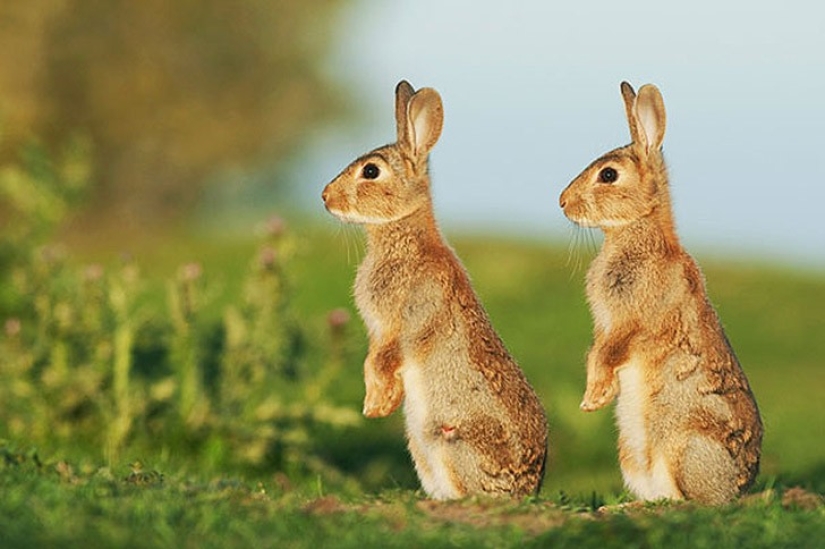 25 animal twins that will not leave you indifferent