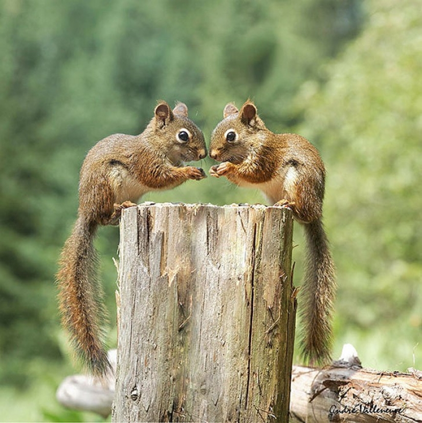 25 animal twins that will not leave you indifferent
