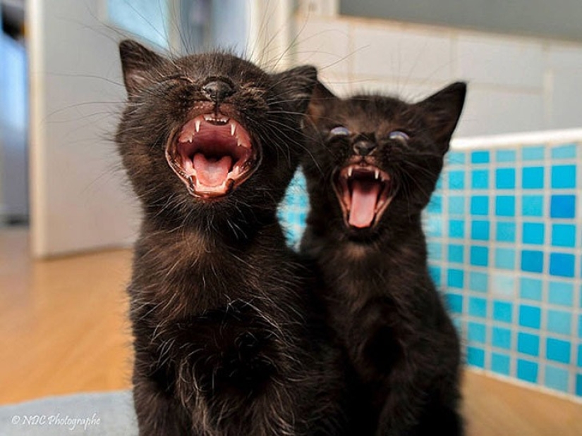 25 animal twins that will not leave you indifferent