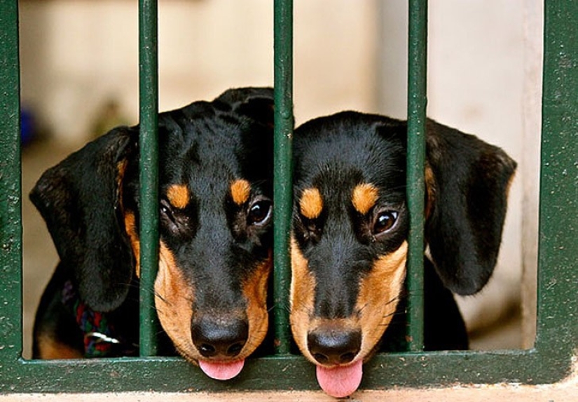 25 animales gemelos que no te dejará indiferente