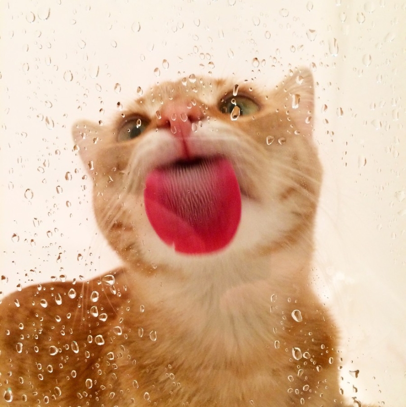 ¡25 animales que lamen ventanas y nos roban el corazón!