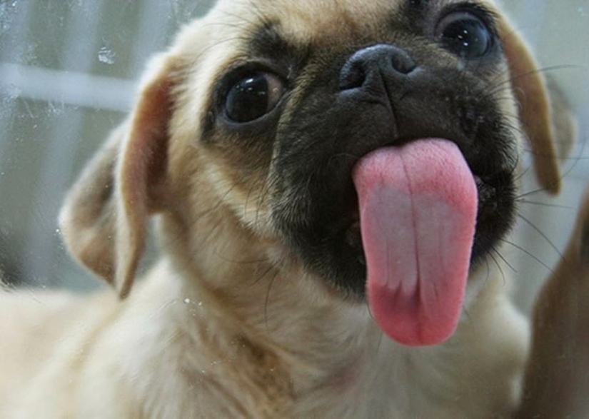¡25 animales que lamen ventanas y nos roban el corazón!