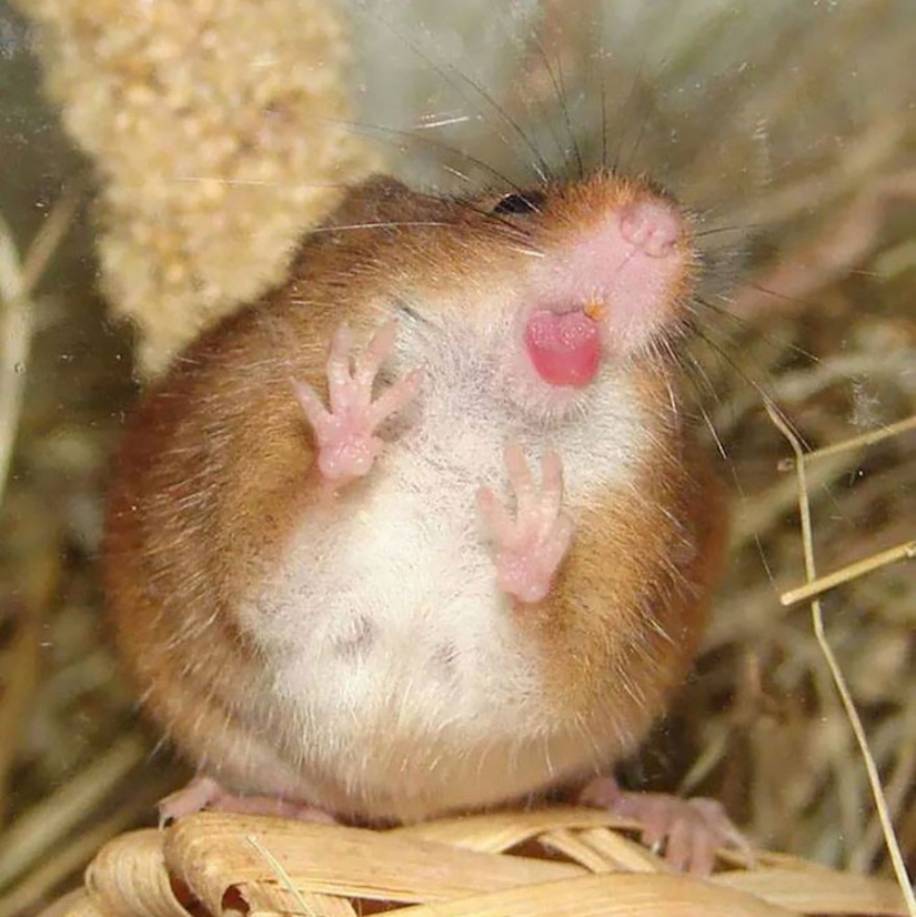 ¡25 animales que lamen ventanas y nos roban el corazón!