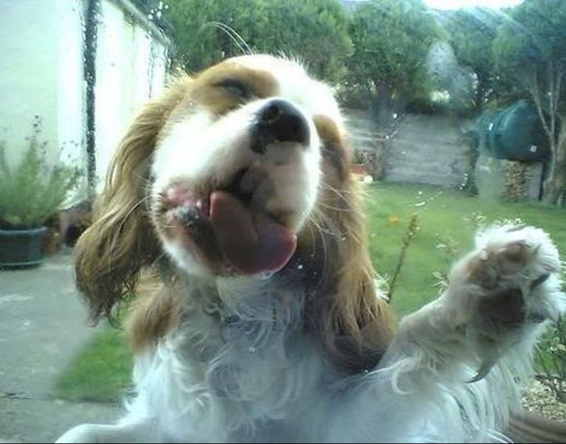 ¡25 animales que lamen ventanas y nos roban el corazón!