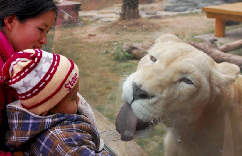 ¡25 animales que lamen ventanas y nos roban el corazón!