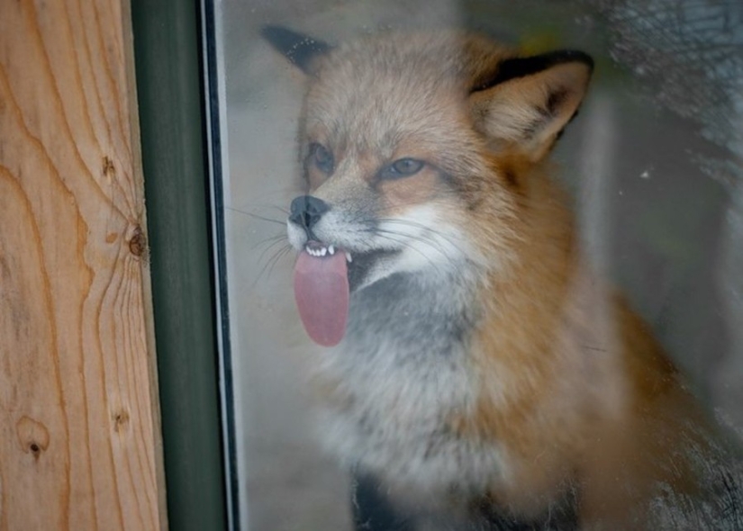 ¡25 animales que lamen ventanas y nos roban el corazón!