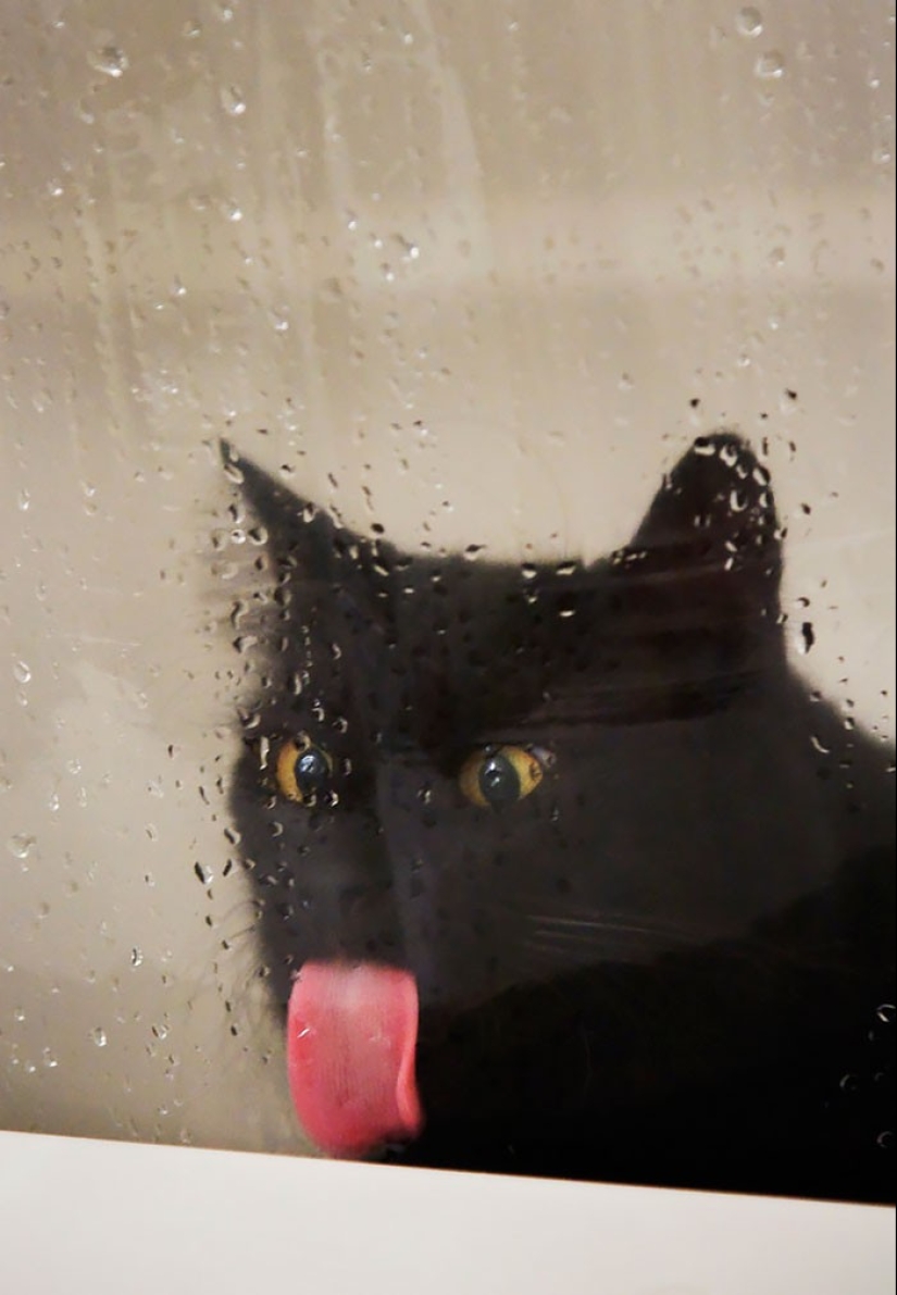 ¡25 animales que lamen ventanas y nos roban el corazón!