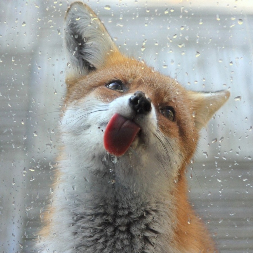 ¡25 animales que lamen ventanas y nos roban el corazón!