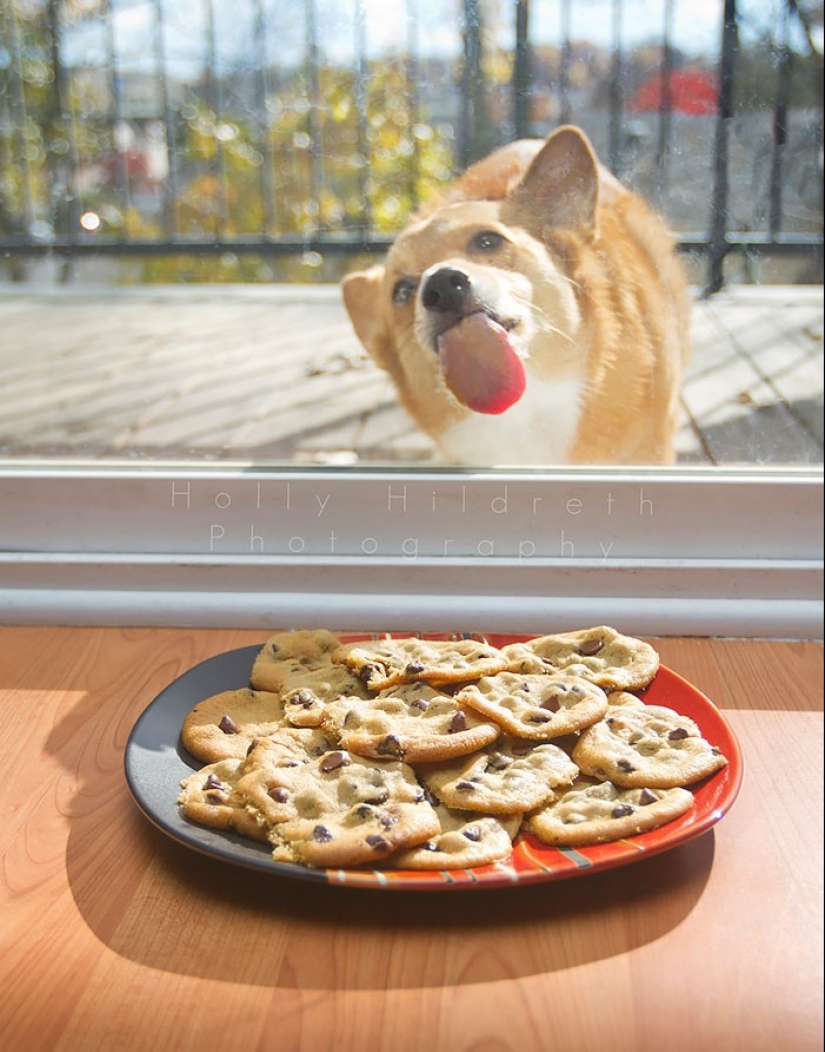 ¡25 animales que lamen ventanas y nos roban el corazón!