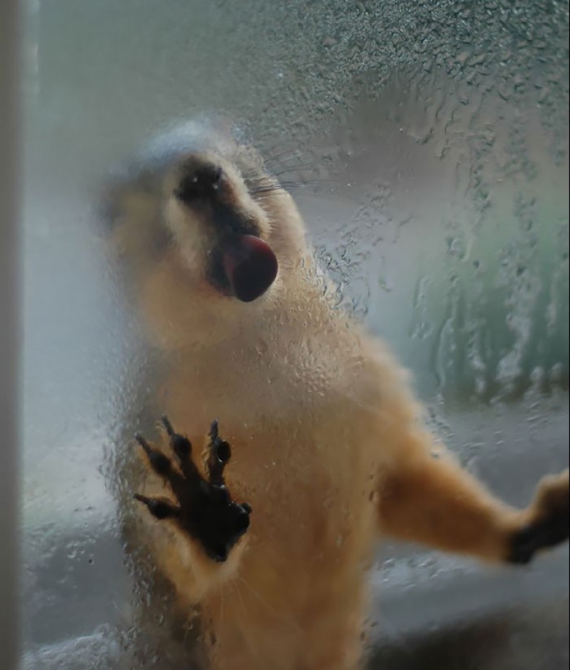 ¡25 animales que lamen ventanas y nos roban el corazón!