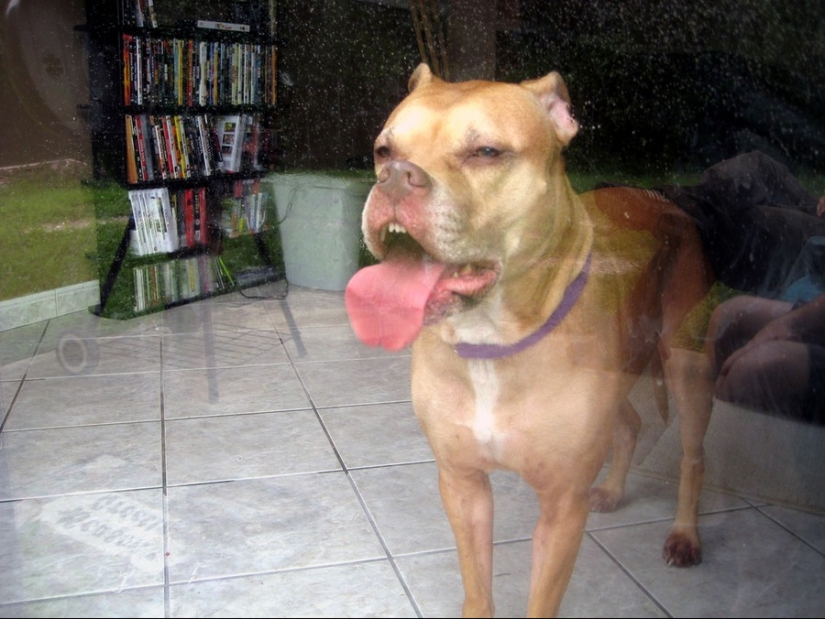 ¡25 animales que lamen ventanas y nos roban el corazón!