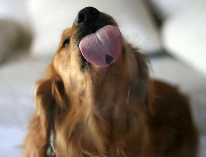 ¡25 animales que lamen ventanas y nos roban el corazón!