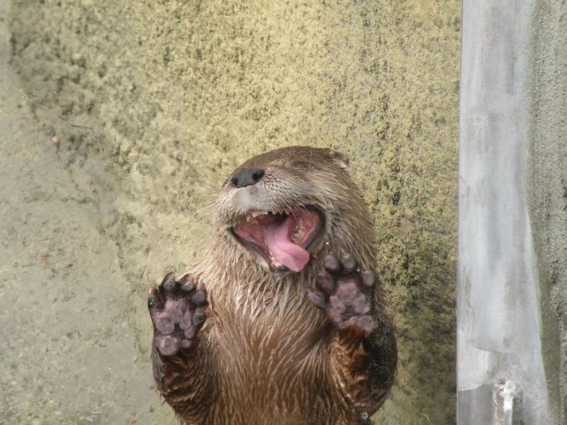 ¡25 animales que lamen ventanas y nos roban el corazón!
